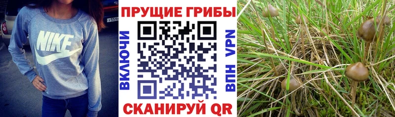 ОМГ ОМГ ONION  Белебей  Галлюциногенные грибы GOLDEN TEACHER 
